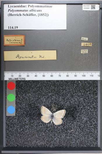 Media type: image;   Entomology 54461